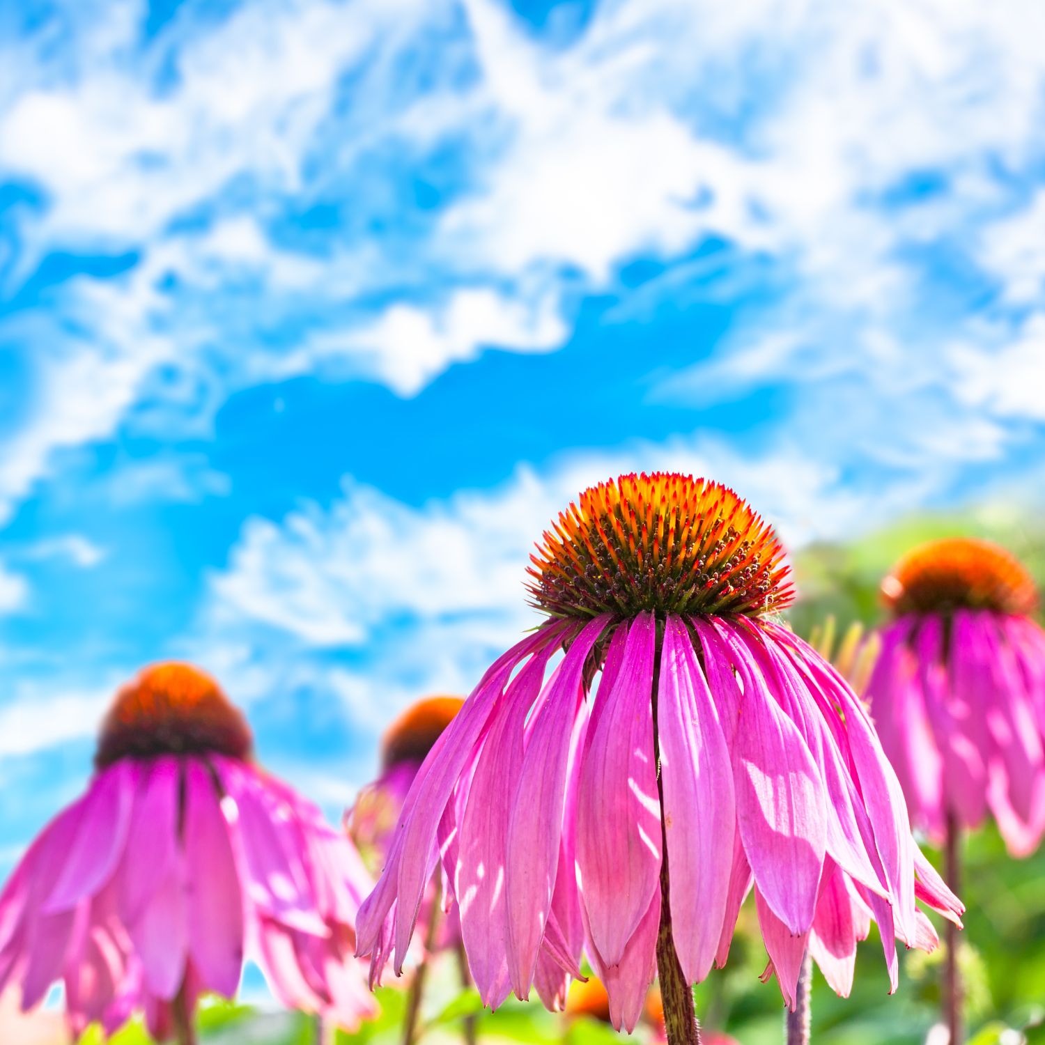 Purple or pink Coneflowers in a field with a blue sky with some white clouds